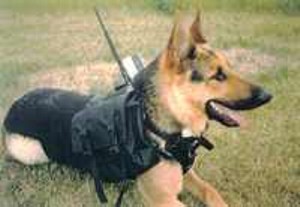 Police K-9 with Custom Equipment